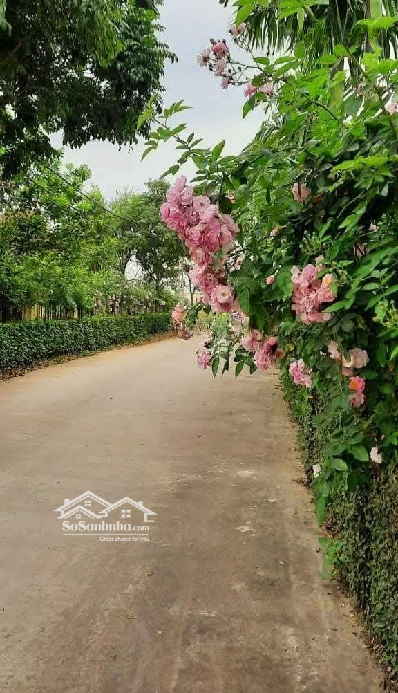 Villa Khu đẹp Cô Giang Vị Trí đáng Sống Của đà Lạt