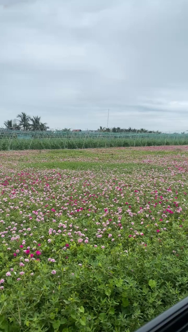 Bán Gấp Lô đất 150m2, Full Thổ, Xã Tân điền, Gò Công đông, Tiền Giang Gần Biển Tân Thành