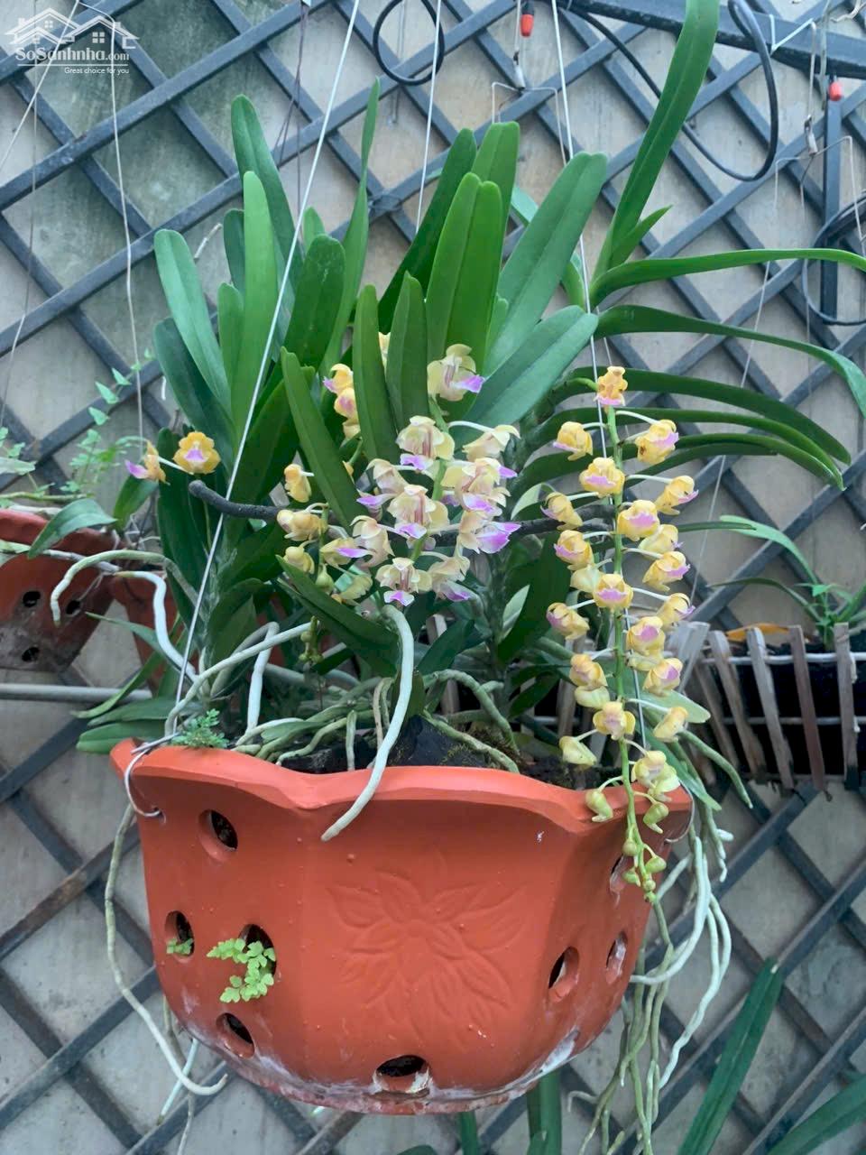 Vương Nguyễn hữu