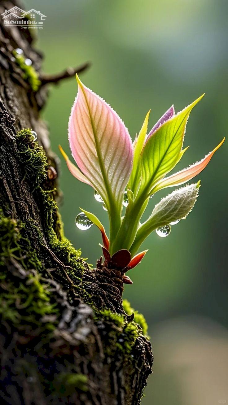 Dũng nhà phố HCM