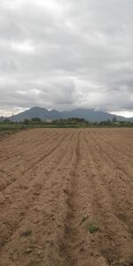 Cần bán lô đất DT 5.000m2 gần mặt tiền đường liên Xã Ninh Tây, Ninh Hòa, Khánh Hòa