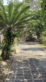 Bán nhà vườn Nguyễn Thị Chiên, Tân An Hội, Củ Chi: 13.381m2, giá 29,9tỷ.