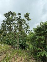 bán đất thuộc quy hoạch trang trại.