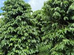 cần bán 9 ha cà phê thả đọt tại gia lai