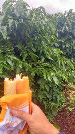 bất động sản 8,5 ha cà phê ôm sông lớn