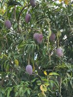 chỉ 400tr sở hữu 1.045m vườn đẹp gần hồ trị an cạnh sông la ngà