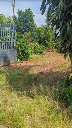 bán đất vườn 2 mặt tiền tại xã tà lài, đồng nai có 300m² thổ cư, nhà sẵn, vườn cây đang thu hoạch