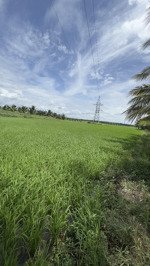 bán đất tại đường đt 911, xã song lộc, châu thành, trà vinh, 2,5 tỷ, 11000 m2