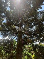 bán vườn sầu riêng giá rẻ gần kdl suối mơ, chỉ 620 tr/ sào