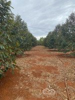 bán 5 sào đất đỏ có nguồn thu sầu thái, điện nước đầy đủ