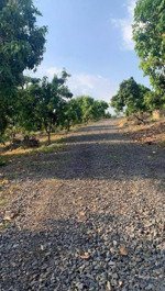 chính chủ cần bán gấp đất vườn 1004m2 trồng xoài đang thu hoạch, xã ngọc định, định quán, đồng nai