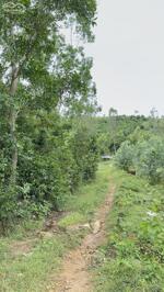 Gia đình cần tìm chủ cho 5 héc đất rừng Hoà Quang, view đẹp