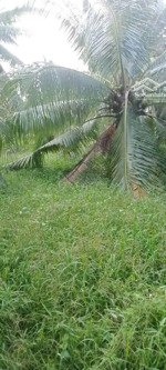 bán gấp 8 công đất trồng dừa tại tân phong - thạnh phú - bến tre
