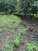 bán đất vườn bưởi da xanh và cà phê
