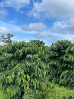 BÁN GẤP 2,9HA ĐẤT MẶT TIỀN BÊ TÔNG XÃ NHÂN CƠ. ĐANG CÓ NGUỒN THU TỐT