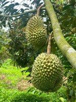 cần bán vườn cafe + sầu riêng đang cho thu tốt tại di linh