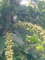 bán 1739m2, 600m2 đất ở, vườn cà phê, mt40m ql 27, trung tâm xã đam rông, lâm đồng, giá thỏa thuận