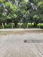 đất cam lâm khu giữ lại 300m2 = 10x30, mt đường bê tông 5m, full thổ, sổ riêng - 1,3 tỷ