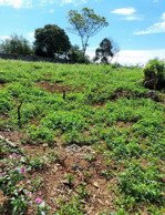 chính chủ f0 cần bán khoảng hơn 2000m2 có 200m2 ont tại thu phong, cao phong, hòa bình cũ