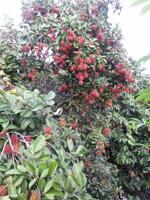  THỬA ĐẤT VỊ TRÍ ĐẸP – 104,6M², GIÁ CHỈ 490 TRIỆU – SÔNG NHẠN, CẨM MỸ 