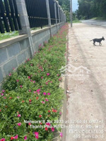 bán đất 2 mt tl 15, phú mỹ hưng, củ chi 55x80 4.520m² đất trồng cây quy hoạch đất ở giá 56 tỷ