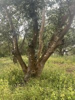 bán 3.5ha đất cây lâu năm tại dăk mil, đắk nông, thu nhập 200tr/năm giá 750tr/ha