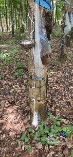 bán đất lô cao su đang tại xã lộc thành diện tích 7 xào (7012.1 m2)