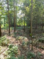  BÁN LÔ ĐẤT VIEW ĐẸP – GIÁ TỐT TẠI KIM BÔI – HÒA BÌNH 