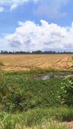 Đất ruộng đường DT856 xã Phương Thịnh tỉnh Đồng Tháp, cách cầu Phương Thịnh 1km