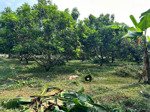 kẹt tiền chủ hạ giá bán gấp mảnh vườn gần hồ trị an, 1500m2
