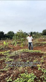 vườn sầu riêng moonthon 70 cây. trồng trên mô đất 3x3m cao 50 phân, đẹp