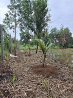 đất vườn đường thích thiện hòa, lê minh xuân, bình chánh, 2.65 tỷ (bớt lộc)