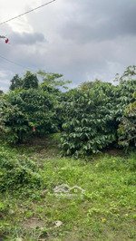 chính chủ bán gấp đất tại xã hòa nam, di linh, lâm đồng