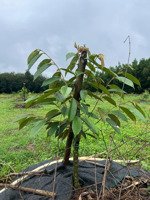 bán đất kế bên sân bay long thành xã long an, long thành, đồng nai, 100 tỷ, 47000 m2, uy tín