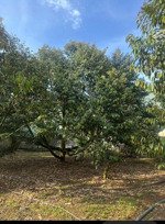 chủ cần bán 2s (phường bình lộc). đường bê tông rộng 6m cách quốc lộ 1a, chưa đến 1km