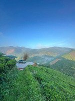 bán vườn chè cành tại đường mai thúc loan, phường 3, bảo lộc