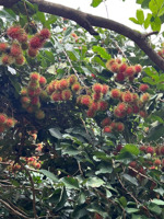 bán vườn trái cây, trang trại nghỉ dưỡng.