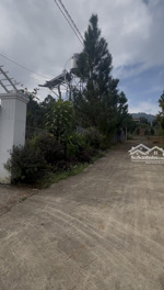 1,6 sào kế homestay flower - đường hoài thanh, bảo lộc - đường lên bình minh homestay