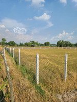 cần bán đất lúa, đã rào chắn vuông vức, khu dân dư đang phát triển