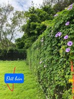 giảm chào - chủ cần bán gấp lô đất vip sát đường 131 - sóc sơn siêu vip giá 3,8 tỷ - 84m2