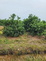 đất vườn bình đức giá rẻ nhất kv đường hiện sổ 6m, đất đang trồng chanh không hạt