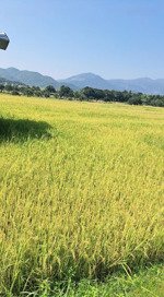 bán nhanh lô đất lúa 1112m2 giá 340tr