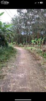 CHÍNH CHỦ CẦN BÁN GẤP LÔ ĐẤT RỘNG ĐANG TRỒNG CÀ PHÊ NGAY XÃ NGỌC ĐỊNH, ĐỊNH QUÁN, ĐỒNG NAI