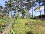 bán đất tặng nhà đường khe sanh đà lạt, thế cao bằng phẳng, phía sau giáp thông