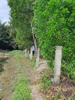 bán đất nông nghiệp (đất lúa) tân chánh cần đước 1600m2, giáp sông, giá 800 triệu/công/sào