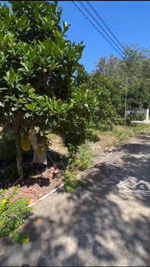 bán đất dh507, 500 triệu, 209 m2, an linh, phú giáo, bình dương giá tốt, mặt tiền rộng