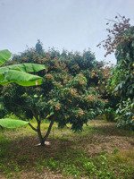 bán 1971m2 có 223m2 đất thổ cư sổ sẵn tặng vườn nhãn trĩu quả giá chỉ 1 tỷ 690 triệu thương lượng