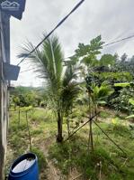 bán đất có thổ cư 1,2 hecta sẵn vườn Bưởi, Sầu Riêng đã cho thu xã Khánh Phú, Khánh Vĩnh
