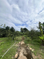 bán vườn bưởi , sầu riêng 1,2 hecta có thổ cư xã khánh phú, khánh vĩnh lh 