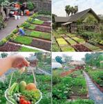 Đất trồng cây rẻ đẹp Túy Loan Tây 490 triệu/487m2